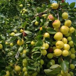 Giống Cây Táo Tàu