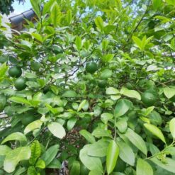 Giống Cây Chanh Ta