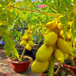 Giống Cây Đu Đủ Da Vàng Thái Lan