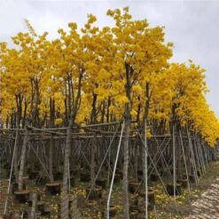 Giống Cây Hoa Phong Linh