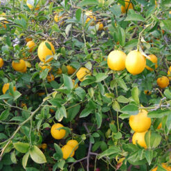 Giống Cây Chanh Vàng Mỹ