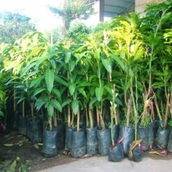 Giống Cây Xoài Cát