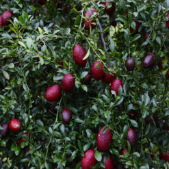 Alternative view of Giống Cây Chanh Đỏ
