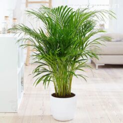 CÂY CAU LỤA VÀNG