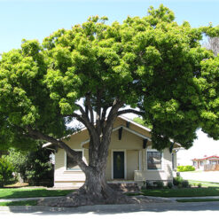 Alternative view of Giống Cây Long Não