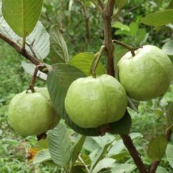 Giống Cây Ổi Không Hạt