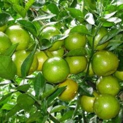 Giống Cây Chanh Tứ Mùa