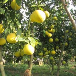 Bưởi Siêu Ngọt