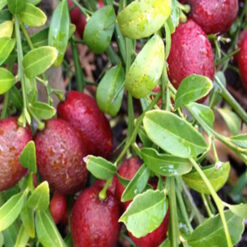 Giống Cây Chanh Đỏ