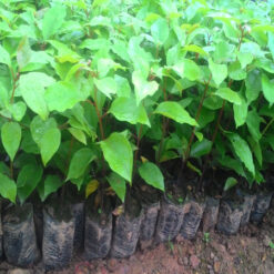 Giống Cây Long Não