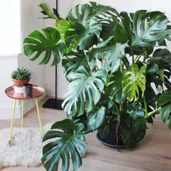 Cây Monstera lá xẻ, cây xanh trang trí nội thất sang trọng, phù hợp không gian sống và văn phòng tại Nhà Vườn Hoàng Kiên.