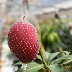 Giống Cây Xoài Đỏ Mặt Trời