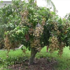 Giống Cây Nhãn Muộn Miền