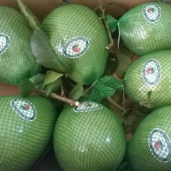 Giống Cây Bưởi Da Xanh Bến Tre