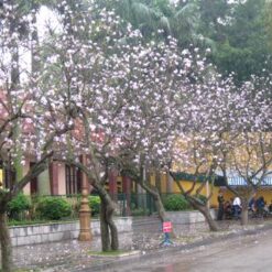 Giống Cây Hoa Ban