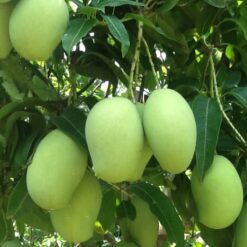 Giống Cây Xoài Keo