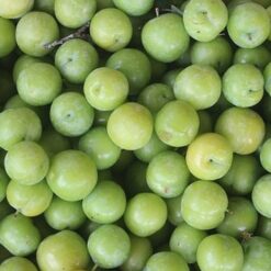 Giống Cây Mận Tam Hoa