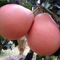 Giống Cây Bưởi Phúc Kiến