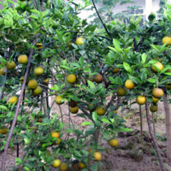 Cây giống Cam Vinh