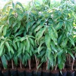 Alternative view of Giống Cây Xoài Tím