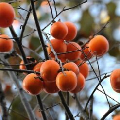 Alternative view of Giống Cây Hồng Đỏ