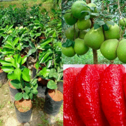 Giống Cây Bưởi Ruby