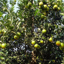 Giống Cam Cao Phong