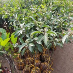 Giống Cây Hồng Xiêm Xoài