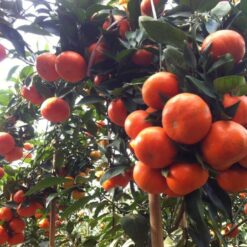 Giống Cam Đường Canh