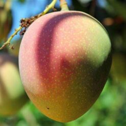 Giống Cây Xoài Úc