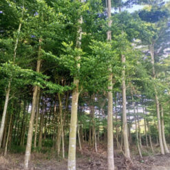 Cây xanh trong rừng cao su Nhà Vườn Hoàng Kiên, cây trồng cho kinh tế, cảnh quan nông nghiệp Việt Nam.