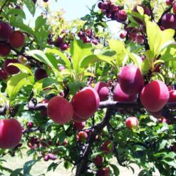 Giống Cây Mận Hậu