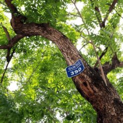 Dây số nhà cây ăn quả tại Nhà Vườn Hoàng Kiên, Đồng Nai, cây cảnh xanh mướt và khỏe mạnh.