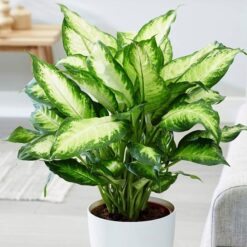 Câyphong thủy lá vàng xanh trong chậu trang trí nội thất nhà vườn Hoàng Kiên, cây cảnh để bàn làm việc mang lại may mắn.