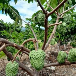 Giống Cây Na Dai Đài Loan