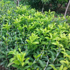 Alternative view of Giống Cây Hồng Xiêm Xoài