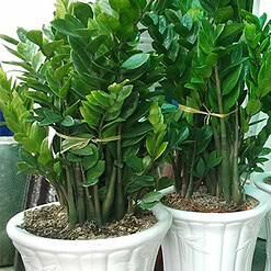 Cây cảnh phong thủy trồng trong chậu sứ nhà vườn Hoàng Kiên, cây cảnh suốt, trang trí không gian sống và làm việc hiệu quả.