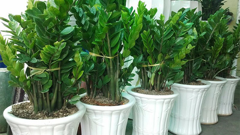 Cây cảnh phong thủy trồng trong chậu sứ nhà vườn Hoàng Kiên, cây cảnh suốt, trang trí không gian sống và làm việc hiệu quả.