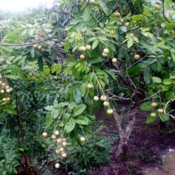 Giống Cây Nhãn Muộn Hà Tây