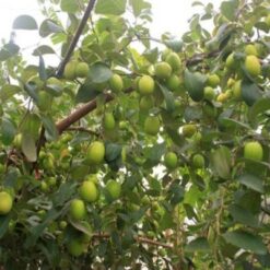 Giống Cây Táo Đại