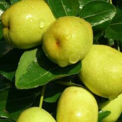 Giống Cây Táo Đào Vàng