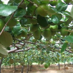 Giống Cây Táo Siêu Quả