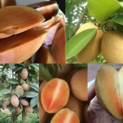 Giống Cây Hồng Xiêm Không Hạt