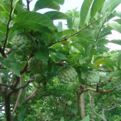 Giống Cây Na Thái Lan