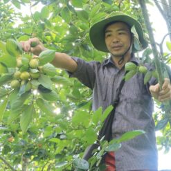 Giống Hồng Giòn Bắc Kạn