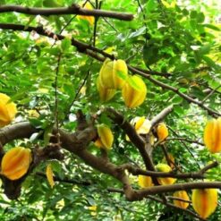 Giống Cây Khế Ngọt