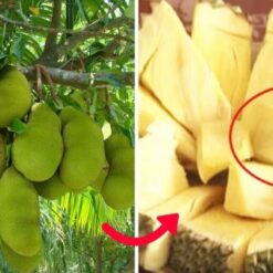 Giống Mít Không Hạt