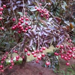 Giống Cây Nhãn Tím