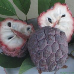 Giống Cây Na Tím