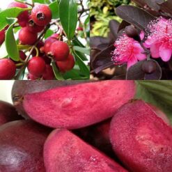 Giống Cây Mận Đỏ Úc